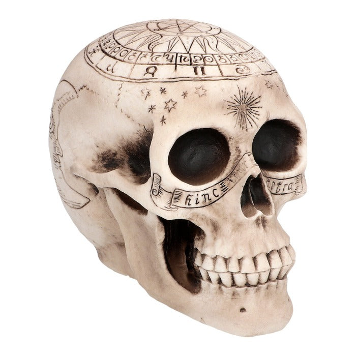 Skull Astronomy 14 x 20 x 14 cm