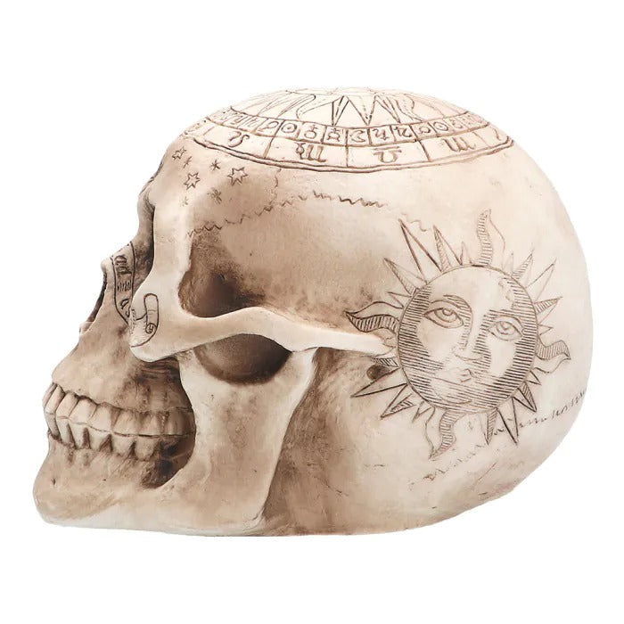 Skull Astronomy 14 x 20 x 14 cm