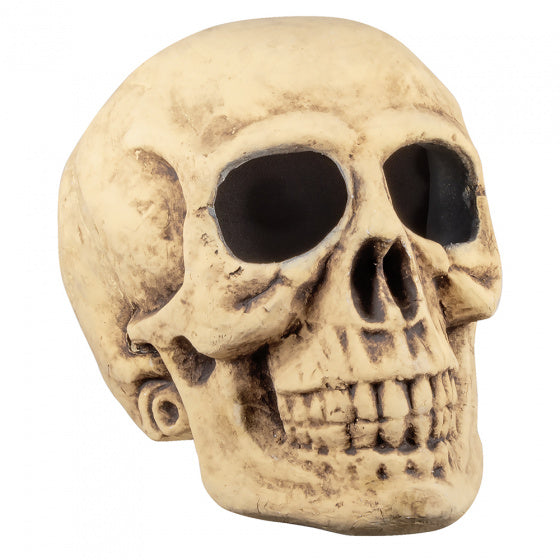 Skull Masterbrain (35 x 35 x 47 cm)