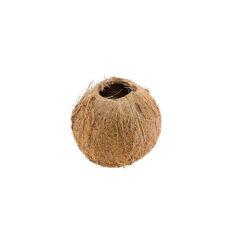 ქოქოსის ნაჭუჭი ჭიქა 11X11X12CM