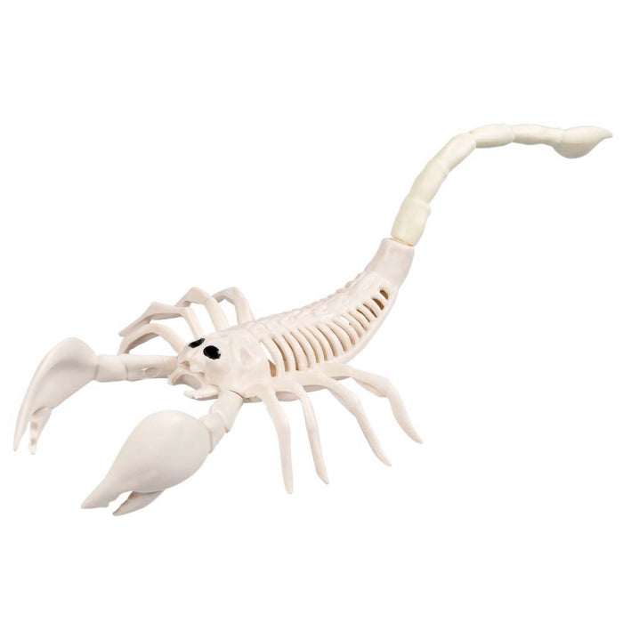 Scorpion skeleton 31 cm