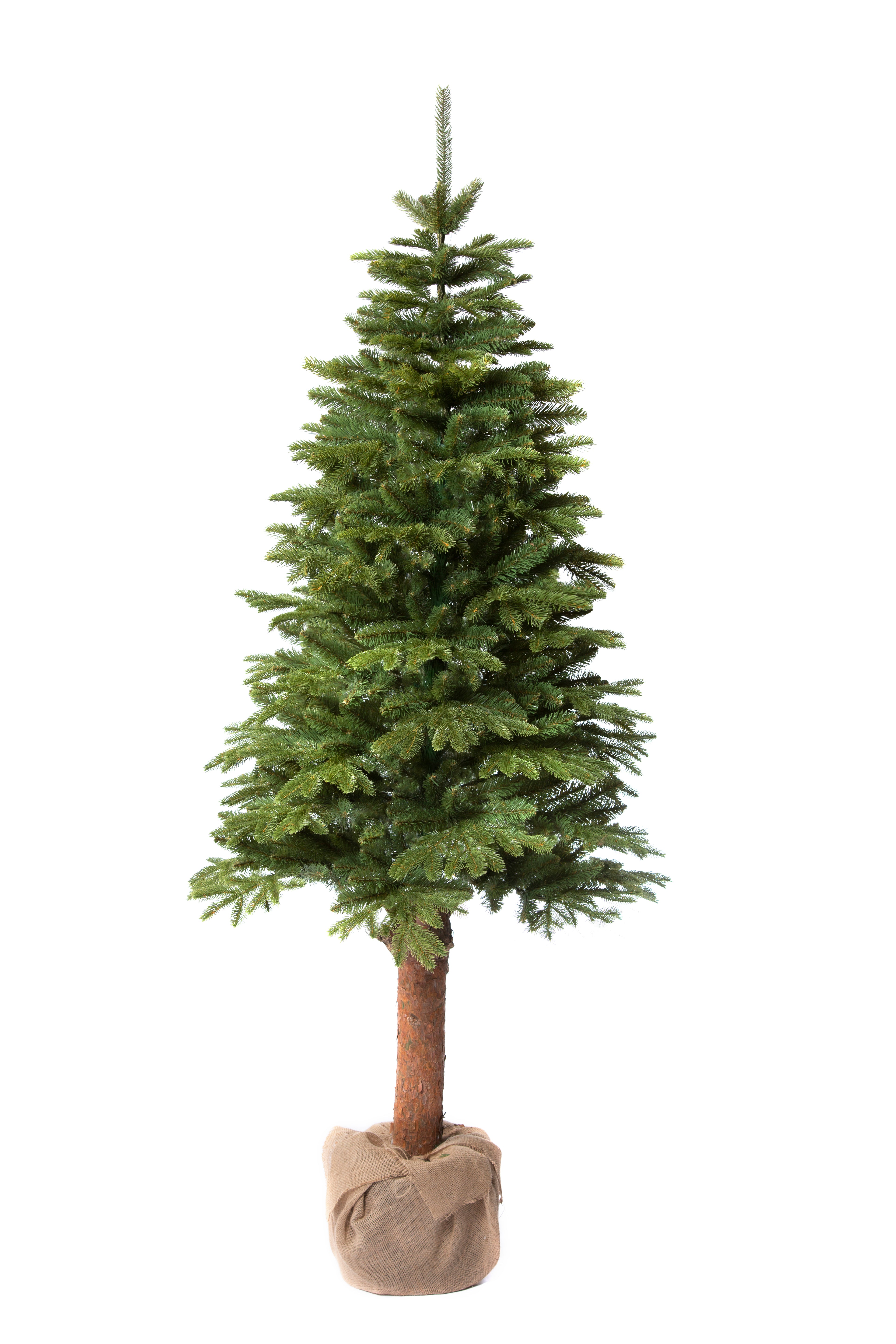 Christmas tree Dakota