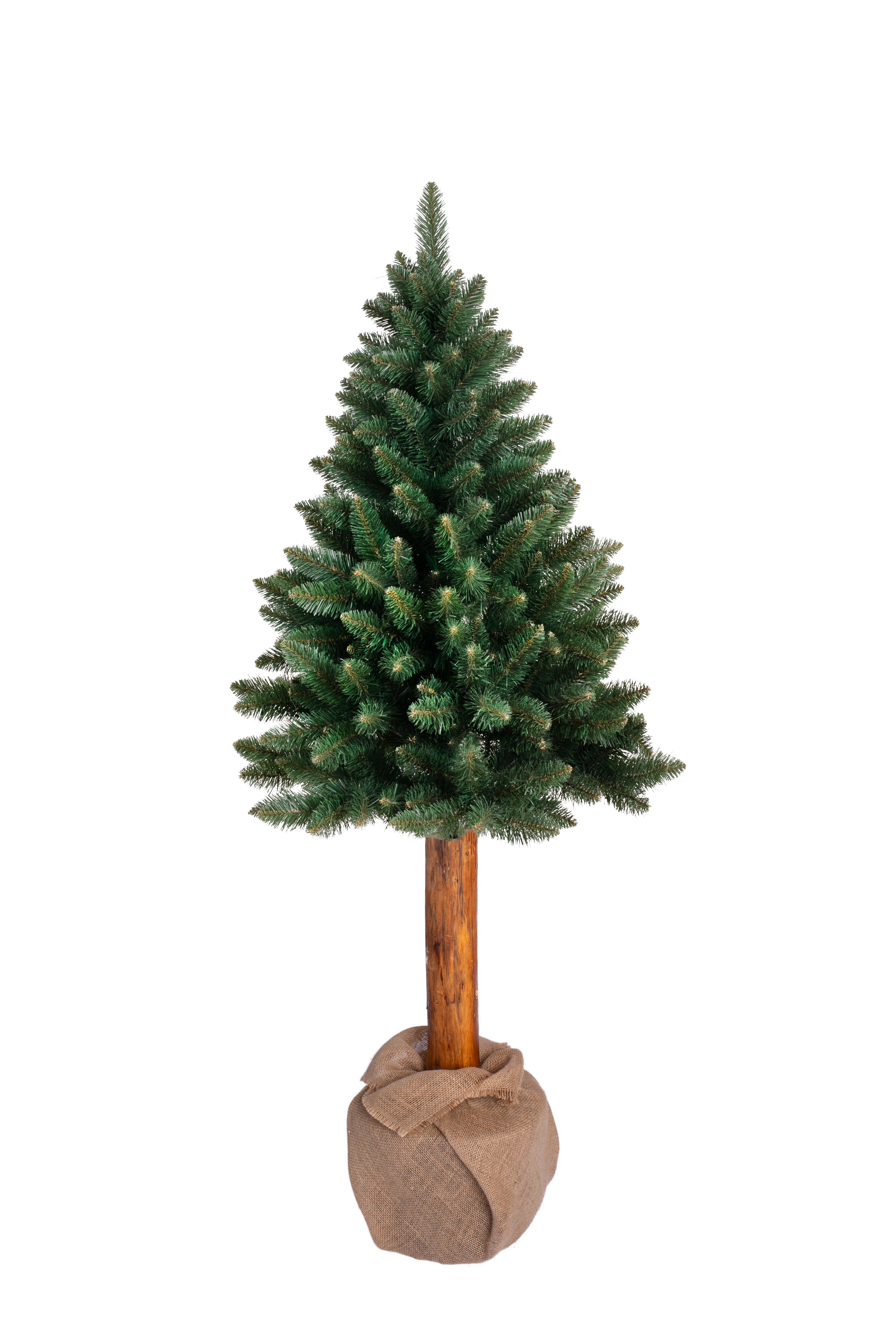 Christmas tree Pinus green
