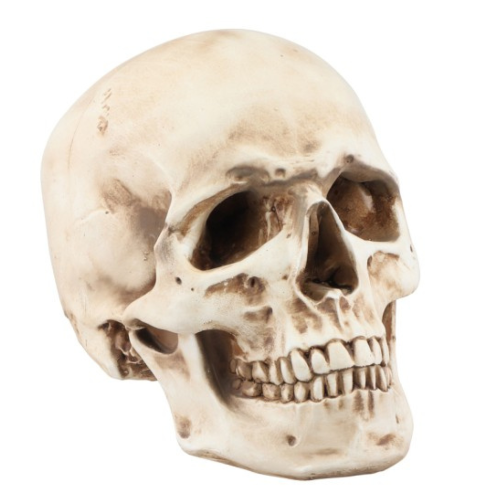 პოლირეზინის თავის ქალა 14.5CM X 21.2CM X 16.5CM