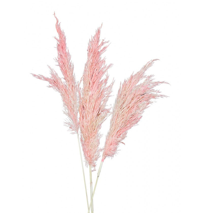Pink pampas bouquet 6 pcs 65-75 cm