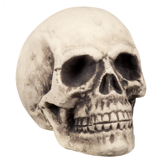 Skull "Super Mind" (27 x 27 x 38 cm)
