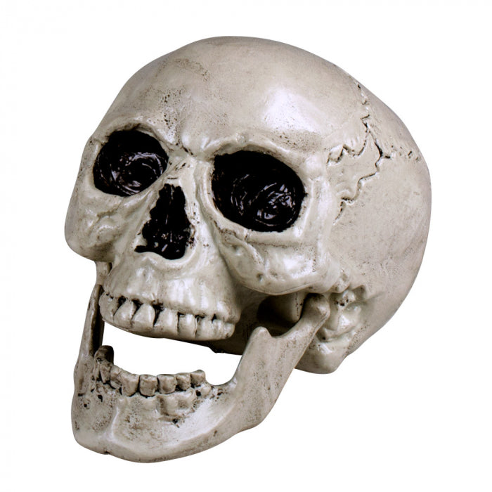 Skull Maxilla with movable jaw (20 x 15 cm)
