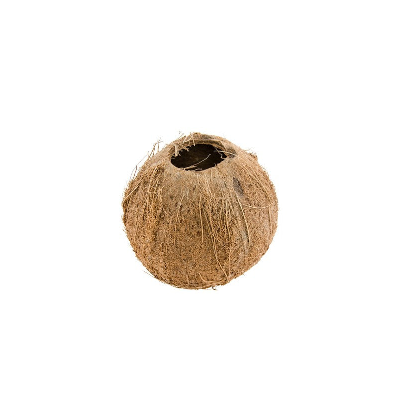 Coconut shell cup 11X11X12CM
